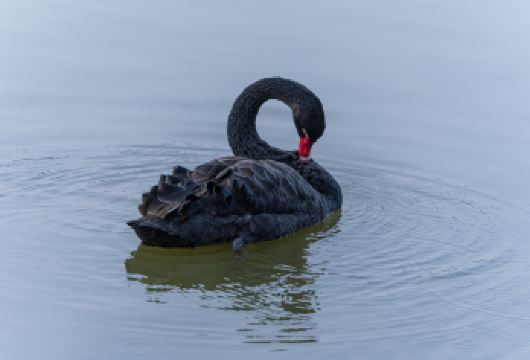 秦岭野生动物园+《驼铃传奇》+《西安千古情》多套餐可选【私人订制-2人预订-天天发团-当日往返--西安市三环内酒店上门接】