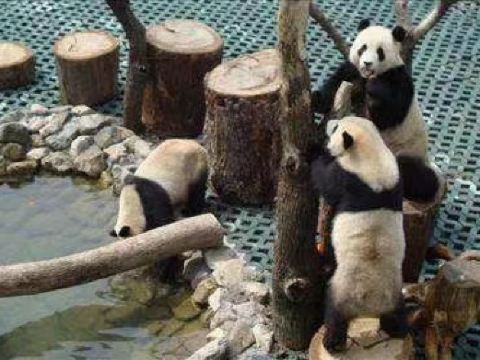 长屿硐天熊猫馆