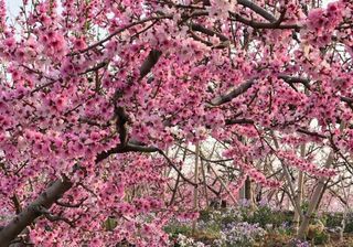 北京平谷金海湖云舍民宿，步行十分钟到金海湖，即将开启桃花之约