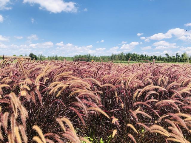 昆明卧龙古渔村旅行图片 6