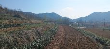 稗子刘家村茶园景区-乳山-羊毛出在羊村