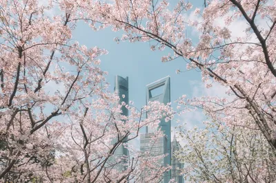 上海赏樱花