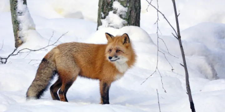 拉努阿野生動物園