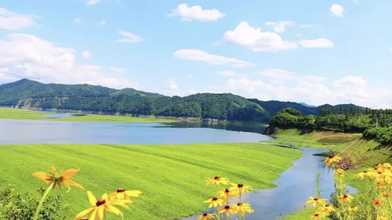 江心島油菜花基地