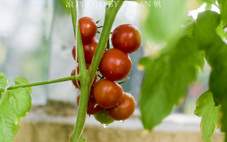 你眼中的东北冰天雪地,我看到的长春瓜果飘香,仿佛穿越到了海南