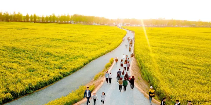 沙河紅薯嶺油菜花海