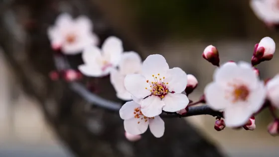 廣州市白雲山風景名勝區-梅花谷