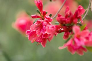 ¥200西泰山赏河南最美杜鹃花+醉美风景酒店