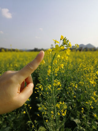 比人还高的油菜花田里,一群蜜蜂采蜜忙,坐标柳州鹿寨祥荷乡韵