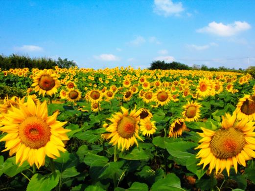 伏热花海庄园