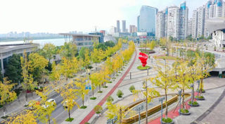 遂宁：迎接一场“银杏雨”，船山城区最佳赏银杏攻略