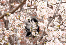 椿樱公园景点图片