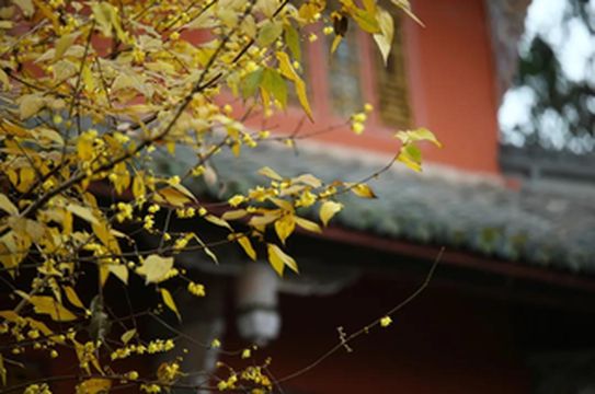 暗香浮动心情美,约!船山超美赏腊梅攻略