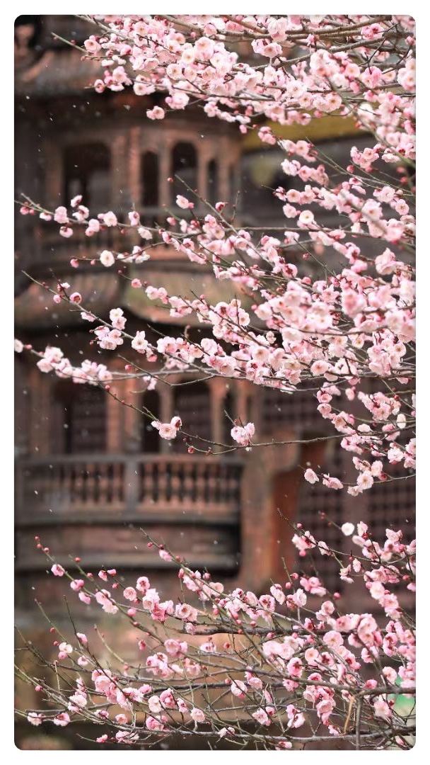 湖州铁佛寺旅行图片 3