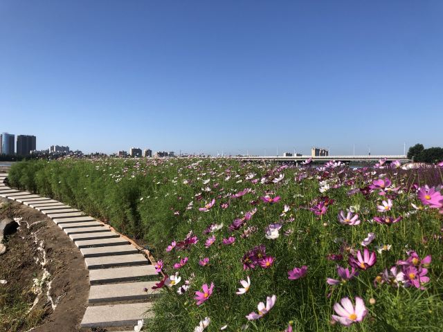 通辽薰衣草庄园旅行图片 10