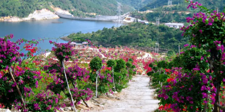 大帽山三角梅園