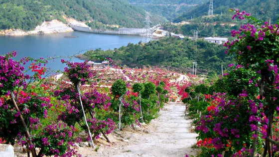 大帽山三角梅園
