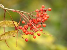 野三坡百草畔景区-涞水-大松树叶子
