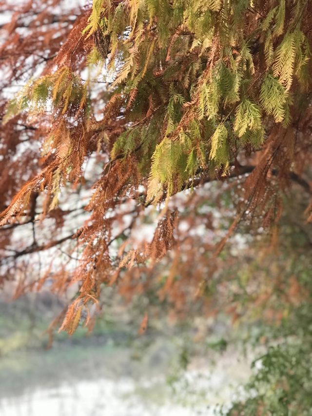 新江湾湿地生态观鸟拍鸟基地旅行图片 7