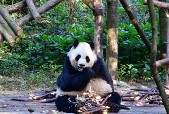 成都大熊猫繁育研究基地+都江堰一日游【可选航空座椅+纯玩团】【[同样的价格不同的体验]高餐标特色熊猫蒸笼宴】