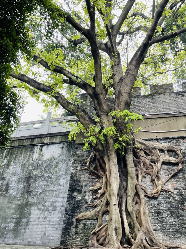 邕江北岸公园旅行图片 2