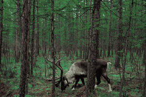 根河游记图文-【呼伦贝尔】被人遗忘的精灵世界 | 根河敖鲁古雅驯鹿园——圣诞老人的驯鹿家园