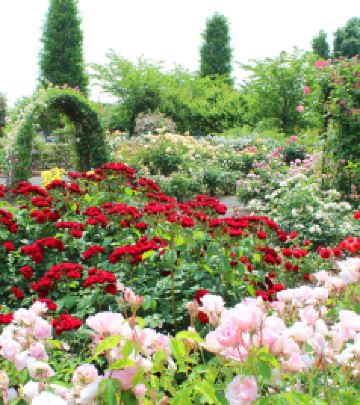 千叶市游记图文-乘京成电铁，复古休闲、赏花亲近自然千叶之旅