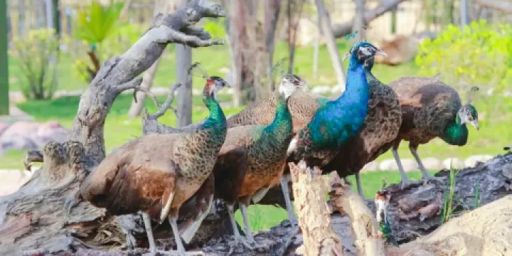 永鴻野生動物世界