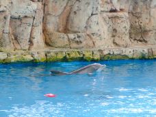 Texas State Aquarium-科珀斯克里斯蒂