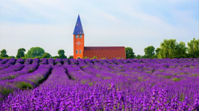 香草湾薰衣草主题乐园