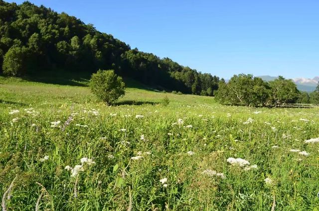 West Slope of Changbai Mountain Scenic Area