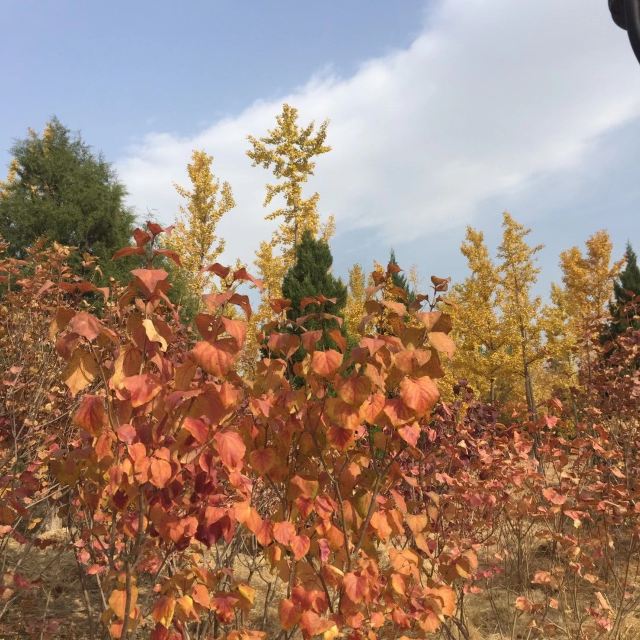 中关村公园旅行图片 2