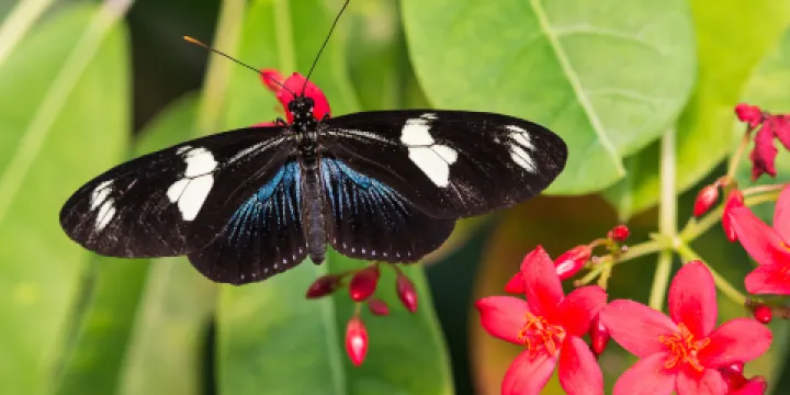 基韋斯特蝴蝶自然溫室