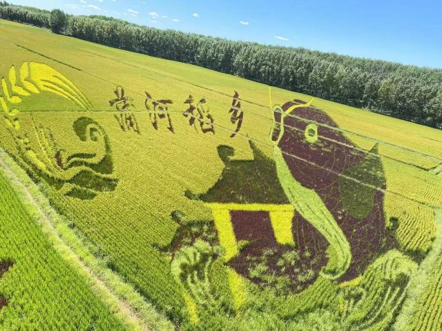 辽中蒲河稻乡稻田画景区旅行图片 10