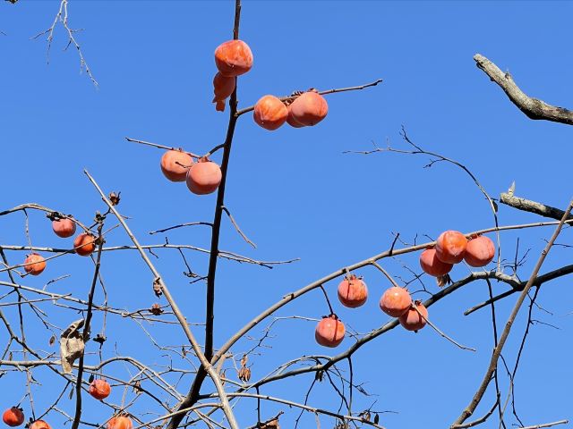 新山梯田旅行图片 8