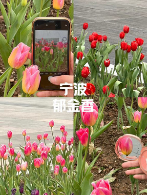 宁波春日盛宴去哪儿?请收下这份邀请函,奔赴一场花的盛宴