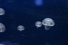 墨尔本水族馆-墨尔本