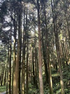 阿里山国家森林游乐区-嘉义县-YoYo_3W1K3S9N