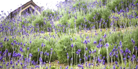 薰衣草森林(臺中新社)