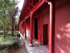 蒙城文庙-蒙城-大松树叶子