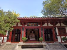 庄子祠-蒙城-大松树叶子