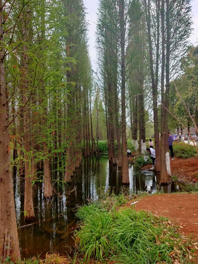 海洪湿地泼水广场旅行图片 1