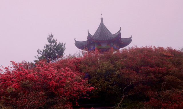 西施千滴泪，不负赏花人---雾里看花