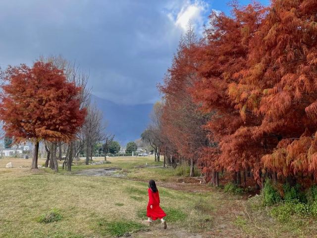 洱海月湿地公园旅行图片 1