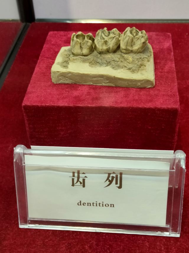 蓝田猿人遗址旅行图片 10