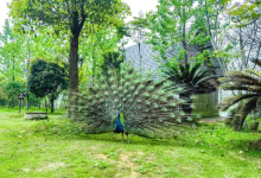 洋沙湖国家湿地公园景点图片