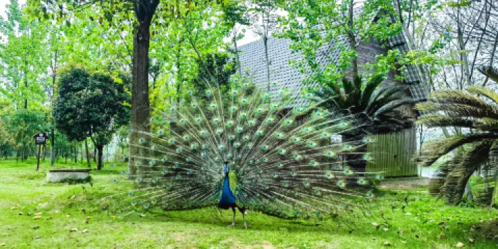 洋沙湖國家濕地公園