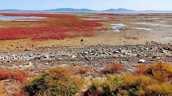 興城紅海棧道景區