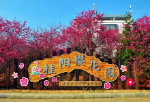 桂阳樱花园景点图片