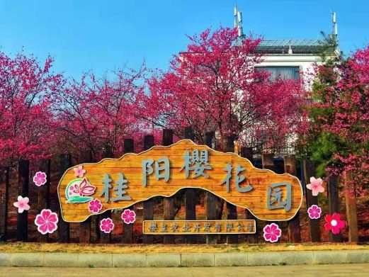 桂阳樱花园